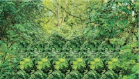 a picture of a green forest with many trees